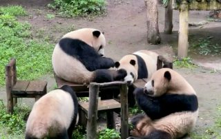 Chongqing Zoo - panda